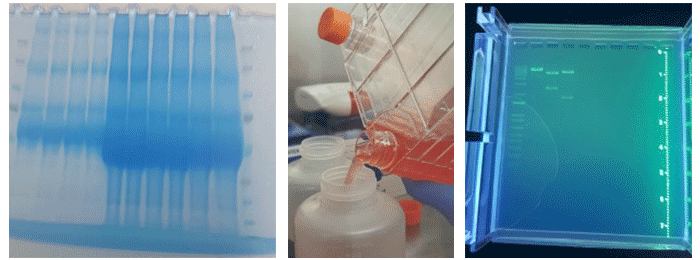 Bild-Gene-Quin-Blogpost GeneQuine Biotherapeutics GmbH Laboreinblicke
